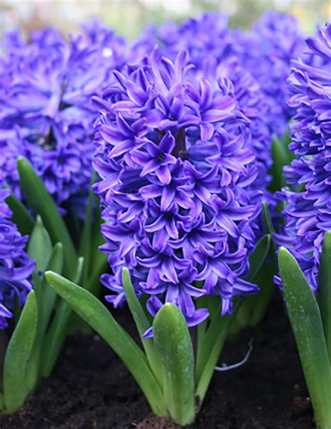 Delft Blue Hyacinth Holland Bulb Farms 84124