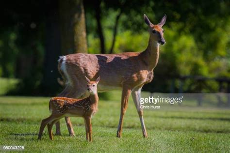 Mother And Baby Deer Photos And Premium High Res Pictures Getty Images