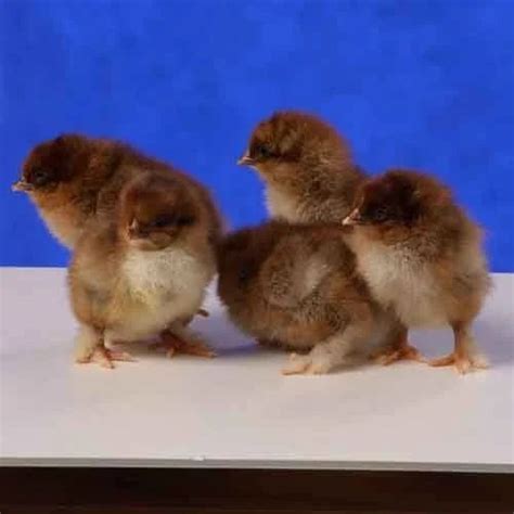 Desi Chicks At Rs 18unit Poultry Farm Chicks In Pune Id 15645608348