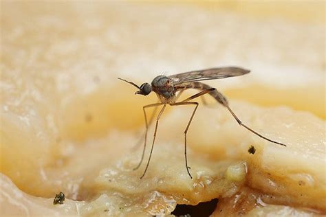 Fast Ways To Treat Gnat Bites How To Prevent Infection Pest Wiki