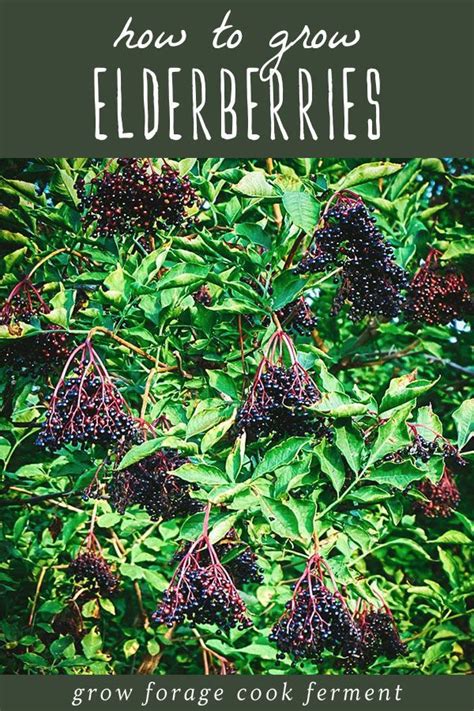 How To Grow Elderberries In Your Backyard Elderberry