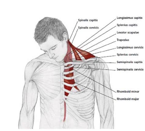 Human anatomy diagrams show internal organs, cells, systems, conditions, symptoms and sickness information and/or tips for healthy living. Stiff Neck? Too Much Office? Let's See How To Release ...
