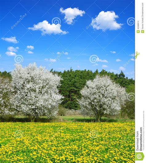 Blooming Trees On Spring Meadow Stock Photo Image Of Pasture Cloud