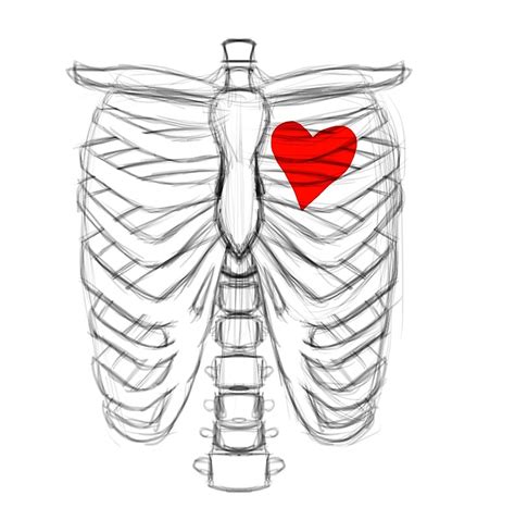 Rib cage under left rib cage human rib cage pain lower rib anatomy dog rib cage anatomy internal organs and rib cage. "Rib cage Sketch with Heart" by mattwilldo | Redbubble