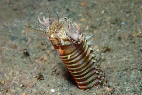 Eunicidae Bobbit Worms The Three P Underwater Macro Photography