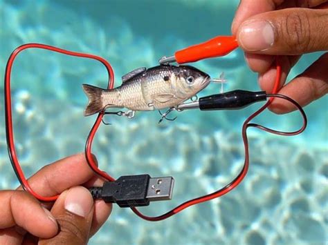 Robotic Lure Is A Animated Lure That Is A Self Propelling Fishing Lure