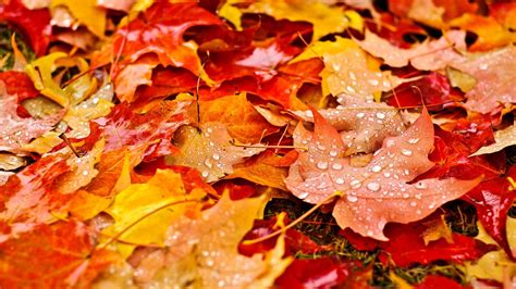 Yellow And Red Leaves Nature Fall Leaves Maple Leaves Hd Wallpaper