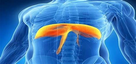 وتفصل عضلة الحجاب الحاجز التي تكون على شكل قبة التّجويف الصّدري عن البطن في الثّدييات، ويلتصق الحجاب الحاجز بالأضلاع السفليّة السّتة، والجزء السّفلي من. فوائد الحجاب الحاجز - موضوع