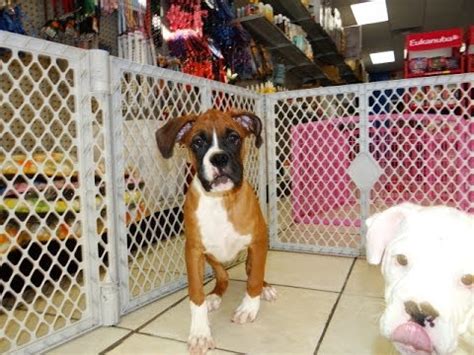 It's a true blessing to say. Boxer, Puppies, Dogs, For Sale, In Birmingham, Alabama, AL, 19Breeders, Huntsville, Dothan - YouTube