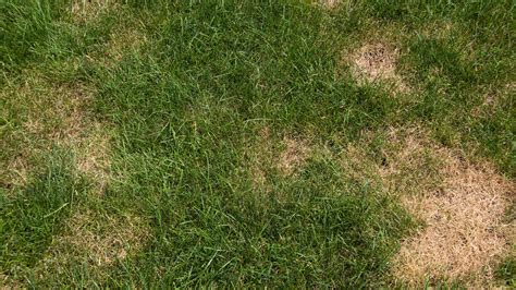 How to identify lawn fungal diseases. How To Treat Thatch In Lawns | TcWorks.Org