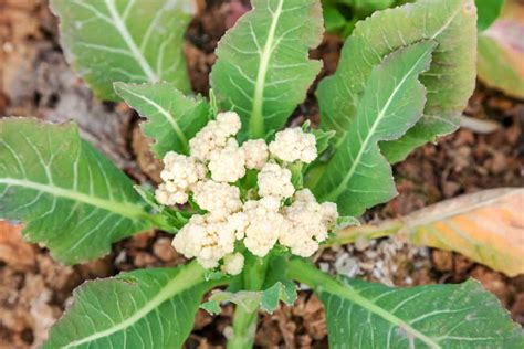 How To Grow Cauliflower In Your Garden