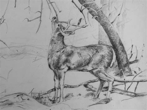 Artstation Deer Pencil Sketch