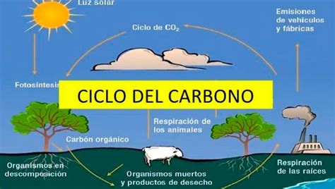 El Ciclo Del Carbono O Ciclo Biogeoquímico Del Carbono ♻️ Greenteach