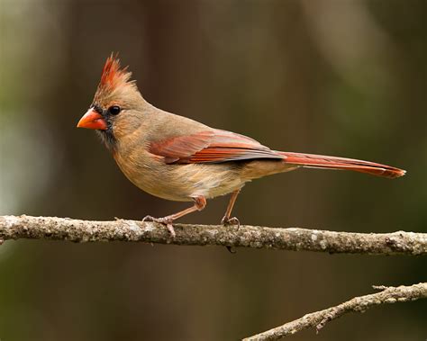 Northern Cardinal Birdwatching