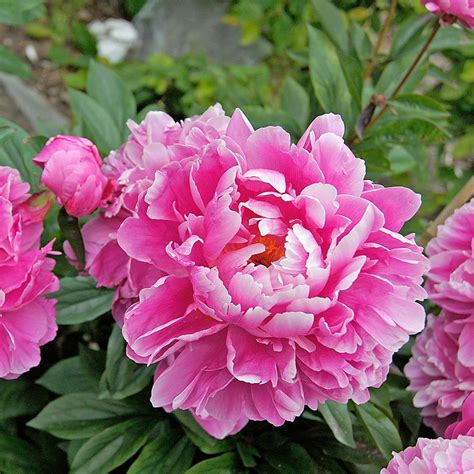 Tips For Growing Peonies White Flower Farms Blog