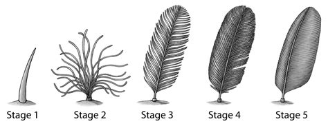 Feather Evolution Emily Willoughby Research