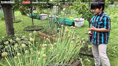 How do you preserve onions from the. Harvesting Green Onion Seeds a.k.a Bunching Spring ...
