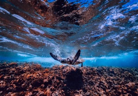 Entenda A Import Ncia Da Preserva O Dos Oceanos Biodiversidade Um S Planeta