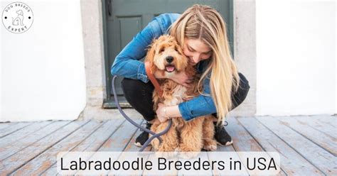 Labradoodle Breeders In Usa 2024 List Of 5 Excellent Breeders