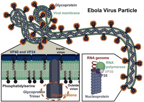 Ebola Virus Particle An Ebov Particle Is Shown With Key Viral Proteins