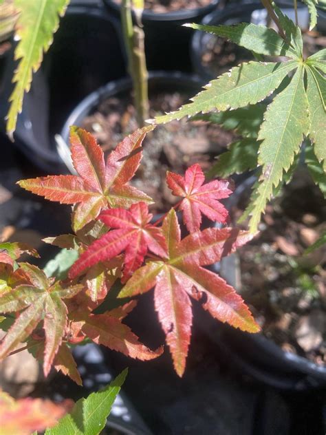 Acer Palmatum Oki Kasane Corallinum Japanese Maple Maple Ridge