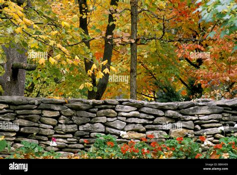 Classic New England Rock Wall And Maple Color Stock Photo Alamy