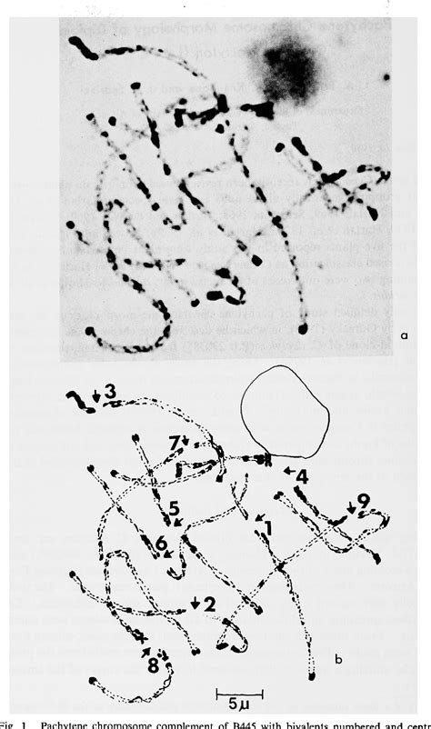 Figure 1 From Pachytene Chromosome Morphology Of Diploid Cynodon