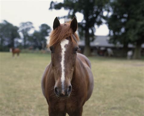 Horse Facial Markings And What They Mean