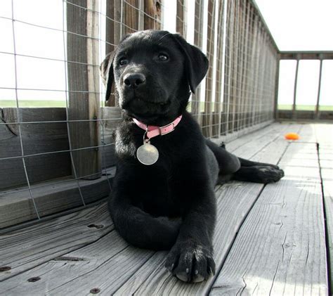 Beautiful Lab Puppy Black Lab Names Black Labs Black Labrador Cute