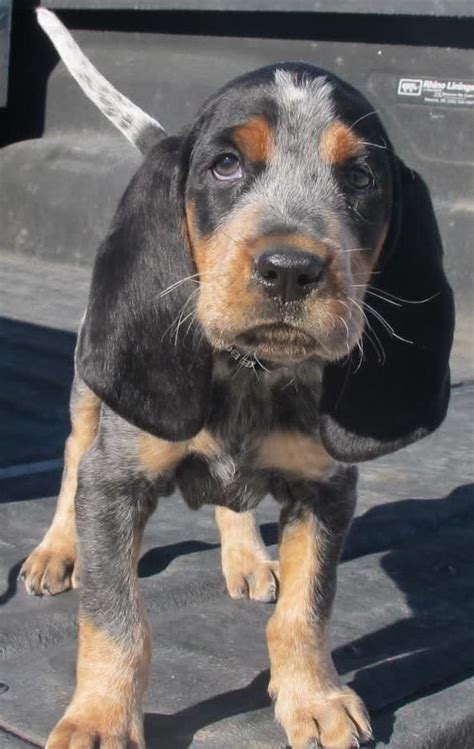 Adopt a bluetick coonhound puppy today! Bluetick Coonhound Dog / Grand Bleu de Gascogne #Hounds # ...