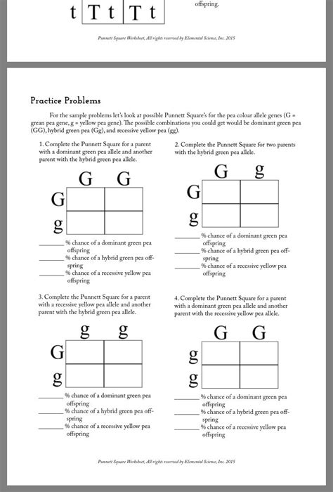 genetics punnett square practice worksheets answers