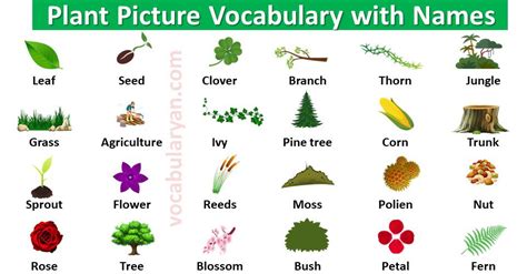 List Of Plant Names With Picture Vocabularyan