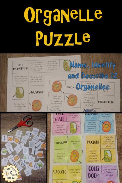 Plant And Animal Cells Organelle Puzzle Distance Learning Teaching