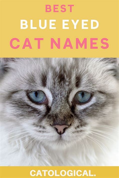 250 Of The Best Blue Eyed Cat Names For Male And Female Kitties Cat