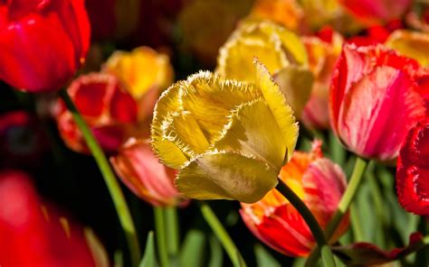 Tulip Petals Branch 2560 X 1600