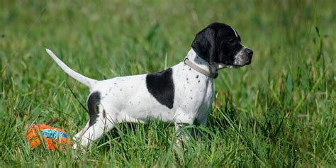 Meet The English Pointer Petplace