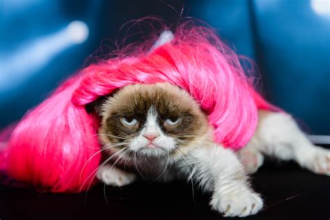 10 Times Grumpy Cat Was Gloriously Grumpy Mashable