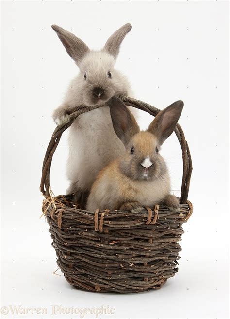 Baby Rabbits In A Wicker Basket Photo Wp26323