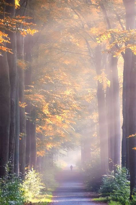 ~~lost In Autumn Crepuscular Rays Light A Foggy Fall