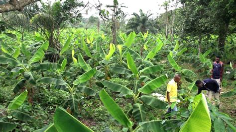 Forgreen Farms How To Prepare Your Plantain Farm For Better Yield