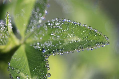 Dew Drops On Green Leaves Wallpapers And Images Wallpapers Pictures