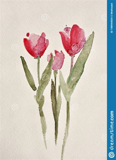 Watercolor Painting Of Tulip Flower On White Stock Photo Image Of