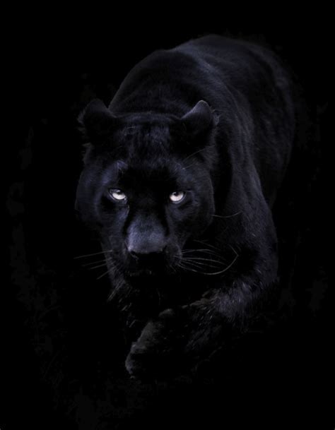 Maybe you would like to learn more about one of these? Schwarzer panther bilder tier | bilder finden, die zum ...