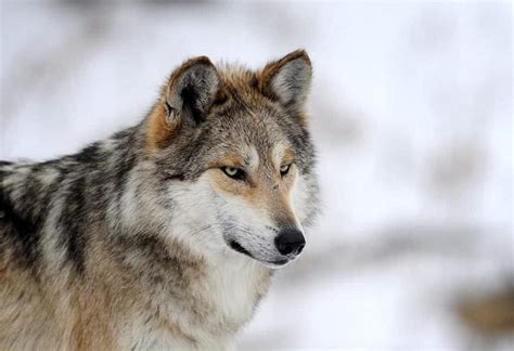 Latest Population Count Shows Mexican Wolves Still