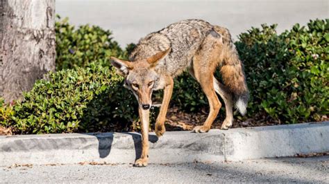 Dealing With Urban Coyotes Summit Wildlife Control