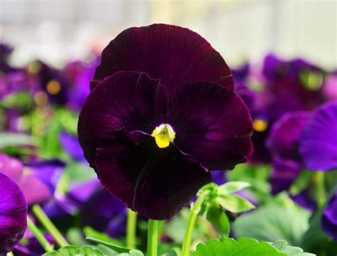 Pansy Viola Wittrockiana Purple Blotch From Hillcrest Nursery