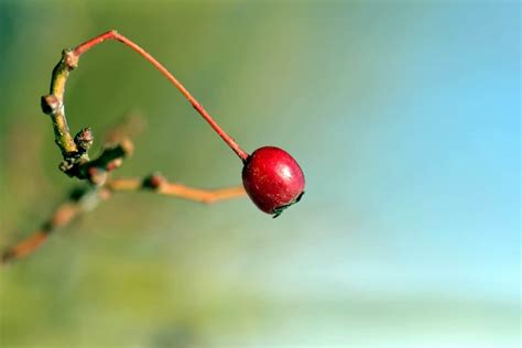 Free Picture Nature Fruit Berry Sweet Plant Branch