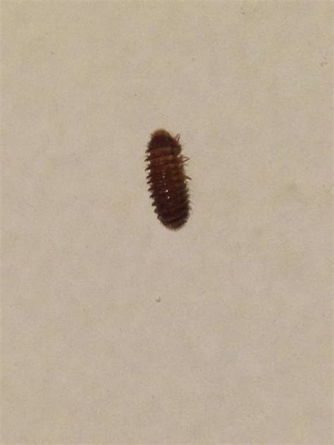 Found This Little Guy Crawling On Apartment Wall In Nyc Im Thinking
