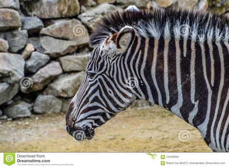 Zebra At The Artis Zoo Amsterdam The Netherlands 2018 Stock Photo