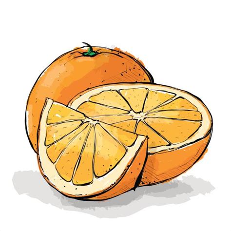 Slice Of Orange Drawing By Watercolor Illustrations Royalty Free